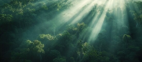 Fototapeta premium Sunbeams pierce misty rainforest canopy.