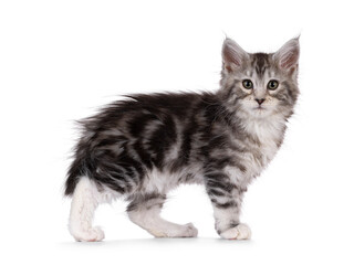 Adorable Maine Coon cat kitten standing side ways showing pattern in coat. Looking towards camera. isolated on a white background.