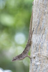 Obraz premium Brown anole, also Bahaman anole or De la Sagra's Anole (Norops sagrei) on tree, Everglades National Park, Florida, USA, North America