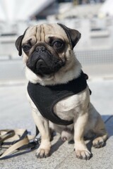 Fototapeta premium Young pug sitting on the Fountain of Friendship between Peoples, Berlin Mitte, Berlin, Germany, Europe