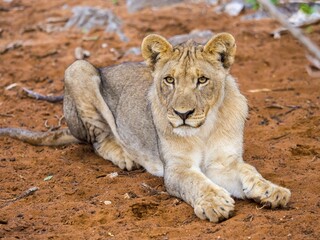 Young Lioness (Panthera leo) lying on red soil, Okaukuejo, Etosha National Park, Namibia, Africa