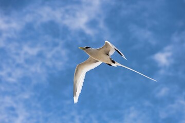 White-tailed tropicbird (Phaethon lepturus) in flight over Bird Island, Seychelles, Indian Ocean, Africa