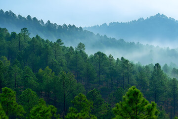Pine forest covered by the mist foggy mountain landscape view.