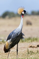 Black crowned crane (Balearica pavonina), Ol Pejeta Conservancy, Kenya, Africa
