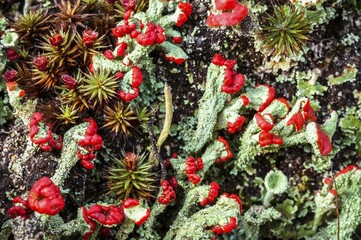 Red Becherflechte (Cladonia sp.), Reicherskreuzer Heide und Schwanensee Nature Reserve,...