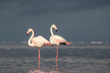 Wild african birds. Two Great african flamingos  walking around the blue lagoon against bright sky