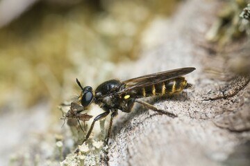 Choerades marginata robberfly (Choerades marginata), female with prey, Hesse, Germany, Europe