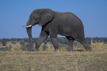 Obraz premium African bush elephant (Loxodonta africana), Chobe National Park, Botswana, Africa