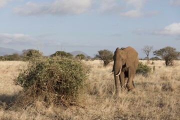 Obraz premium African Elephant (Loxodonta africana), male, Tsavo East National Park, Kenya, Africa