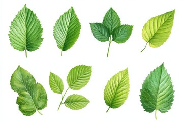 Collection of various green leaves showcasing different shapes and textures from nature’s diversity
