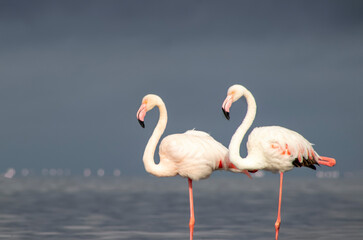 Wild african birds. Two Great african flamingos  walking around the blue lagoon against bright sky