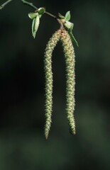 Hazel, catkins, North Rhine-Westphalia, Germany (Corylus avellana)
