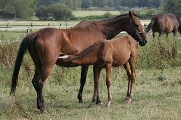 Horses, mare nursing foal