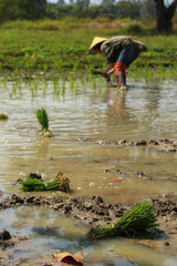 female farmer plants rice on a sunny day in rural Thailand.