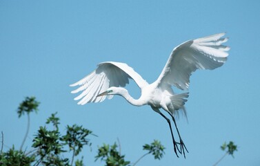 Great White Egret, South Venice, Florida, USA (Casmerodius albus, Egretta alba)