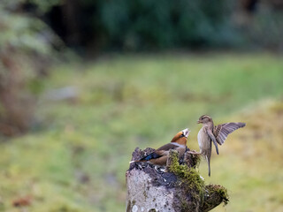 Kernbeißer (Coccothraustes coccothraustes)  Haussperling (Passer domesticus)