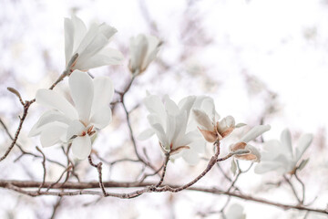 White magnolia flowers blossoming on tree branches during early springtime