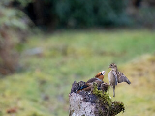 Kernbeißer (Coccothraustes coccothraustes)  Haussperling (Passer domesticus)