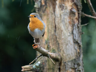 Fototapeta premium Rotkehlchen&nbsp;(Erithacus rubecula)