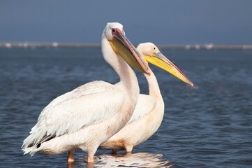 African wild birds. Great pelicans on the blue lagoon on a summer morning