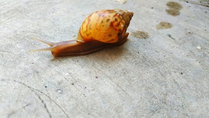 A Snail's Slow Journey
