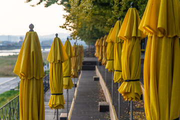 yellow parasols at the park in autumn