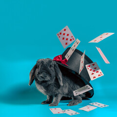 dwarf rabbit under a hat with a cylinder and flying cards on a turquoise background