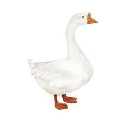 White domestic goose. Watercolor digital illustration. Cute farm bird, gosling isolated on white background. Easter, spring, village and farm theme, for kitchen