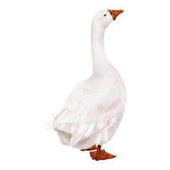 White domestic goose. Watercolor digital illustration. Cute farm bird, gosling, isolated on white background. Easter, spring, village and farm theme, for kitchen and home textile.