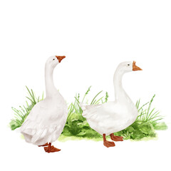 White domestic goose in spring green grass. Watercolor digital illustration. Cute farm bird, gosling, isolated on white background. Easter, village and farm theme, for kitchen and home textile.