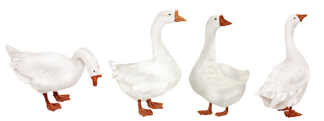 White domestic goose in different poses, set. Watercolor digital illustration. Cute farm bird, gosling, isolated on white background. Easter, village and farm theme, for kitchen and home textile.