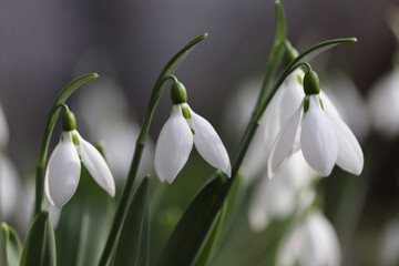 Fototapeta premium Snowdrops in spring close up