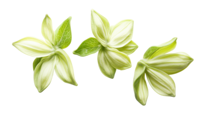 Delicate green flower petals arranged elegantly on a white background showcasing their intricate details and natural beauty