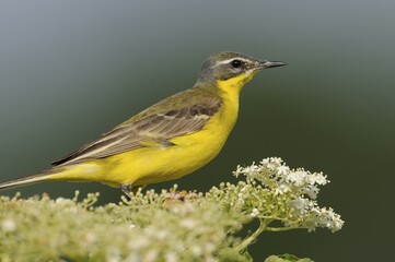 Yellow Wagtail (Motacilla flava)