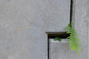 Ferns growing from the cracks of a gray wall.