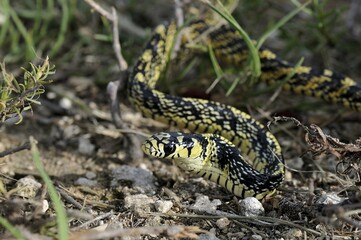 Juvenile tropical Chicken Snake (spilotes pullatus), Corozal District, Belize, Central America