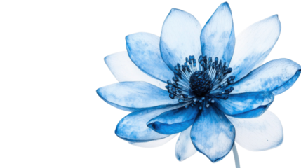 Light blue anemone flower blooming with transparent background. Transparent background