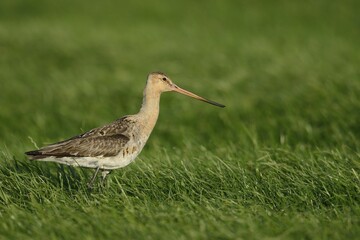 Black-tailed Godwit (Limosa limosa), Texel, The Netherlands, Europe