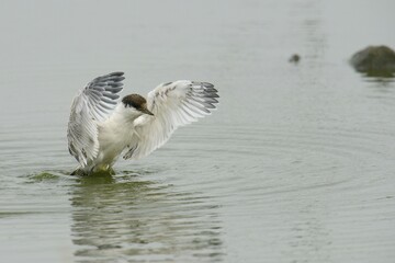 First flight tests of a young Sandwich Tern (Sterna sandvicensis), Texel, The Netherlands, Europe