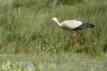 White Stork (Ciconia ciconia), Hüde, Lower Saxony, Germany, Europe