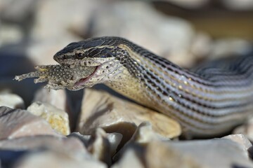 Faded Black-striped Snake (Coniophanes schmidti) feeding on prey, Corozal District, Belize, Central America