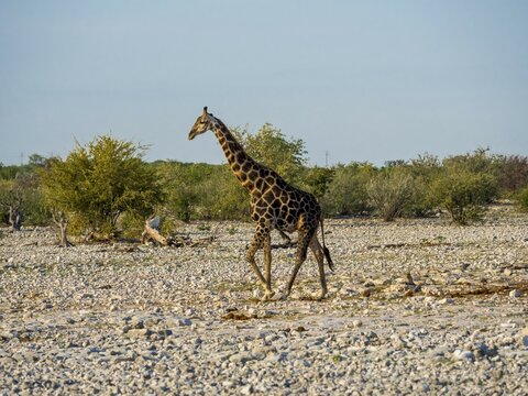 Giraffe (Giraffa camelopardalis), Okaukuejo, Etosha National Park, Region Outjo, Namibia, Africa