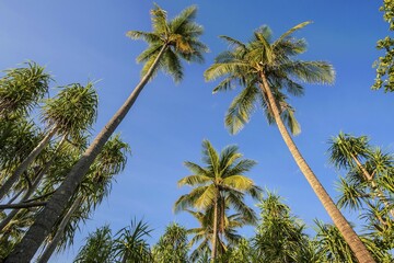 Obraz premium Coconut Palms (Cocos nucifera) and Screwpines (Pandanus tectorius), Sulawesi, Indonesia, Asia