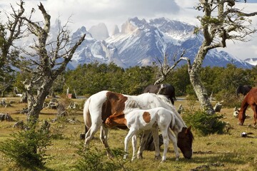 A mare and a foal on a green meadow in front of the Cuernos del Paine granite mountains, Torres del...