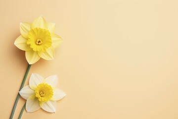 Yellow and white Daffodil spring flowers with copy space. KI generiert, generiert AI generated