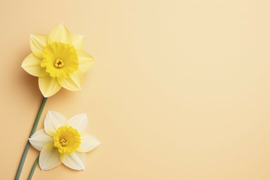 Yellow and white Daffodil spring flowers with copy space. KI generiert, generiert AI generated