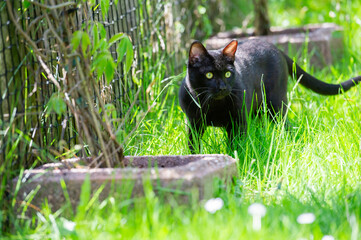 Bengal Katze im Garten