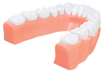 Realistic 3D render of a lower human jaw with aligned teeth, isolated on white. Dental health, anatomy, and orthodontic illustration.