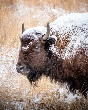 Portrait of a snow covered bison giving a side glance