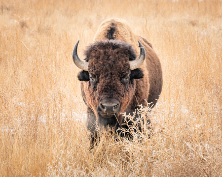 Bison looking straight ahead standing in a snowy tall grass field